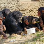 Chimpanzees Show ‘Cumulative Culture’