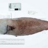 ‘Faceless’ fish missing for more than a century rediscovered by Australian scientists