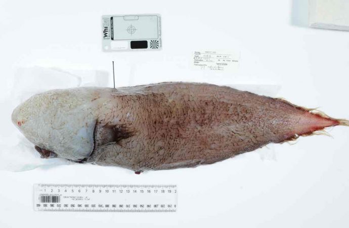 ‘Faceless’ fish missing for more than a century rediscovered by Australian scientists