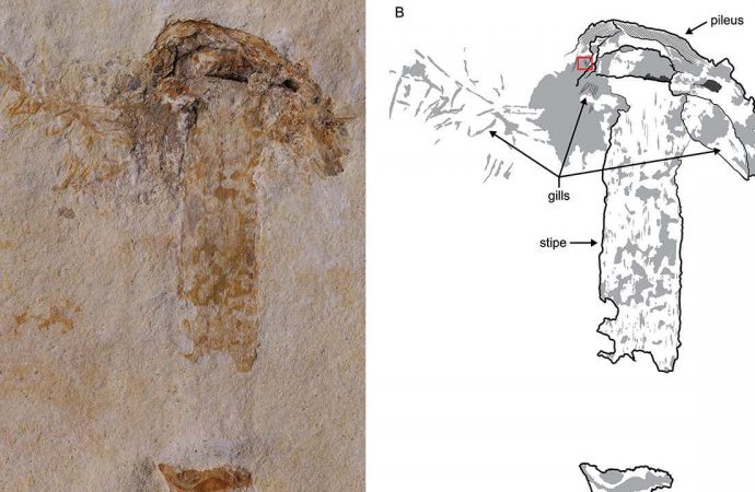 Fossil mushroom discovered from the era of the dinosaurs