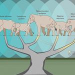 Genetic study shakes up the elephant family tree