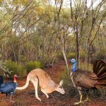 Giant Flying Turkeys Lived in Australia 1-3 Million Years Ago