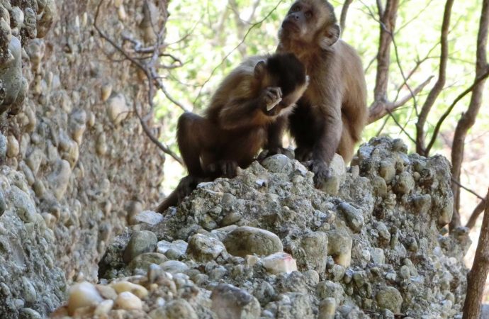 Monkeys ‘throw spanner’ in our understanding of human evolution by accidentally making tools