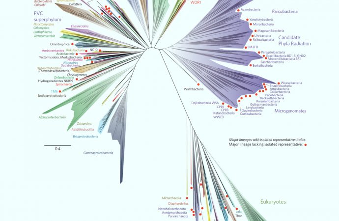 SYMPHY: Researchers Propose New ‘Tree of Life’ Framework that Incorporates Symbiomes