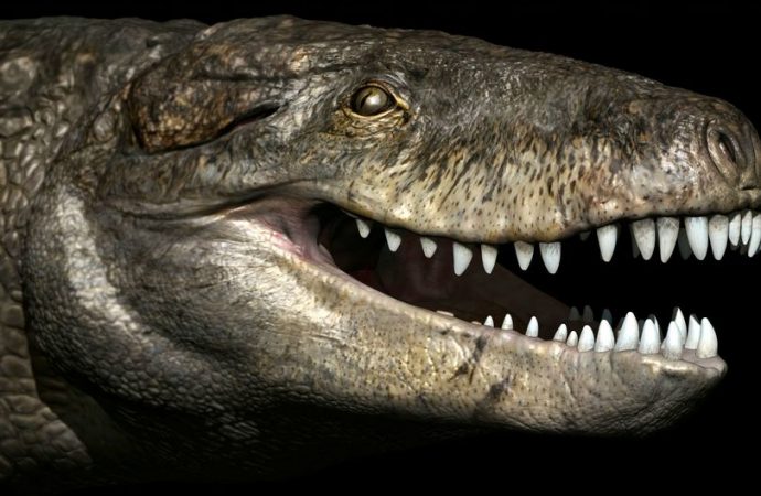 Distant cousin of crocodile was 24ft long, had teeth like T-Rex and stood on its hind legs
