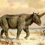 Extinct ‘Siberian unicorn’ may have lived alongside humans, fossil suggests