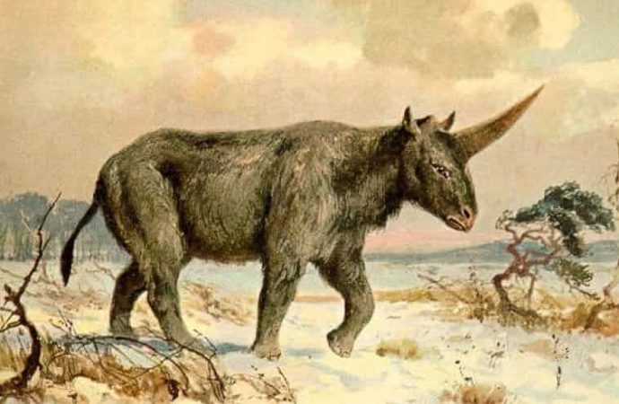 Extinct ‘Siberian unicorn’ may have lived alongside humans, fossil suggests