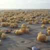 Mysterious, Gross Yellow Fluff Balls Wash Up on French Shores