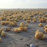 Mysterious, Gross Yellow Fluff Balls Wash Up on French Shores