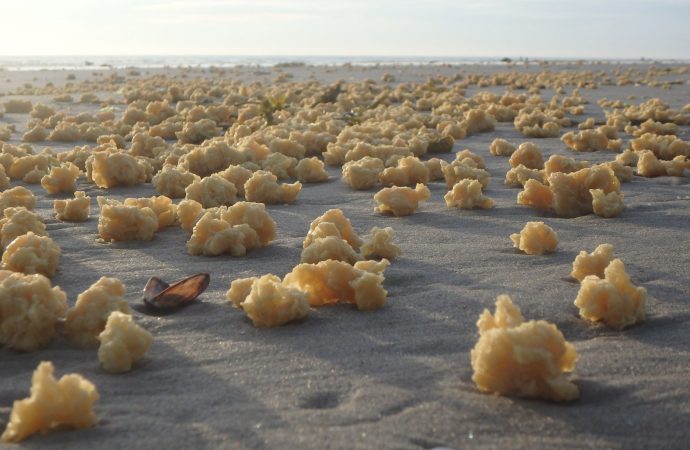 Mysterious, Gross Yellow Fluff Balls Wash Up on French Shores