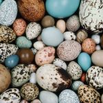 Cracking the mystery of egg shape