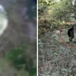 Is this BIGFOOT? ‘Dangerous giant ape’ snapped lurking in US woodland