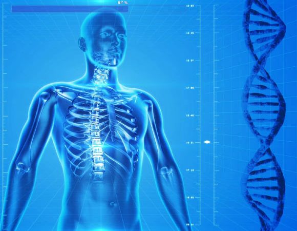 Only 10-25% of Human Genome is Functional, New Estimate Says