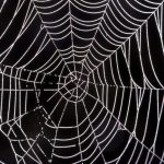 Researchers use lasers to weld spider silk to kevlar
