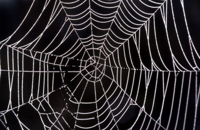 Researchers use lasers to weld spider silk to kevlar