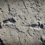 Ancient human ancestor was one tall dude, his footprints say