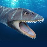 Antarctic Plesiosaur Filtered Food Like Modern Baleen Whales