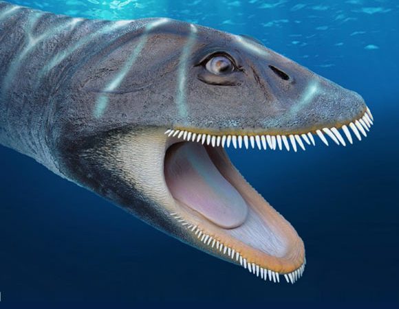 Antarctic Plesiosaur Filtered Food Like Modern Baleen Whales