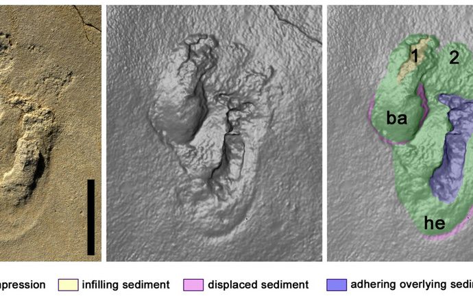 Controversial footprint discovery suggests human-like creatures may have roamed Crete nearly 6m years ago