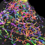 Half-a-billion-year-old fossils shed light animal evolution on earth