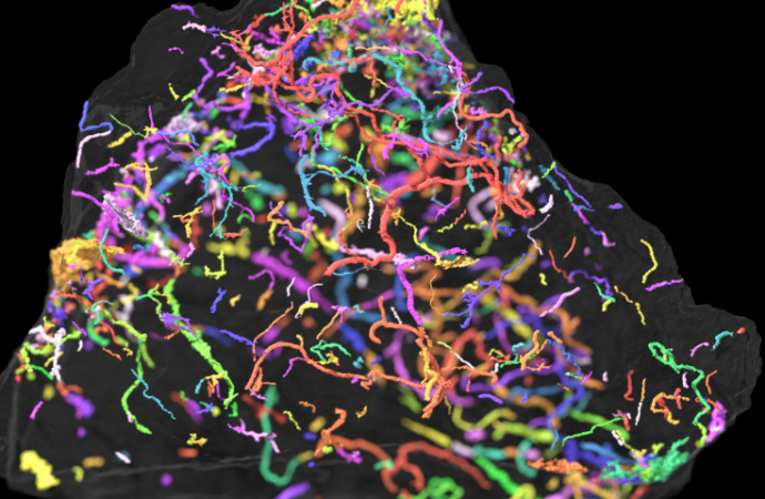 Half-a-billion-year-old fossils shed light animal evolution on earth