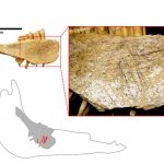 Humans arrived in North America ‘10,000 years earlier than thought’