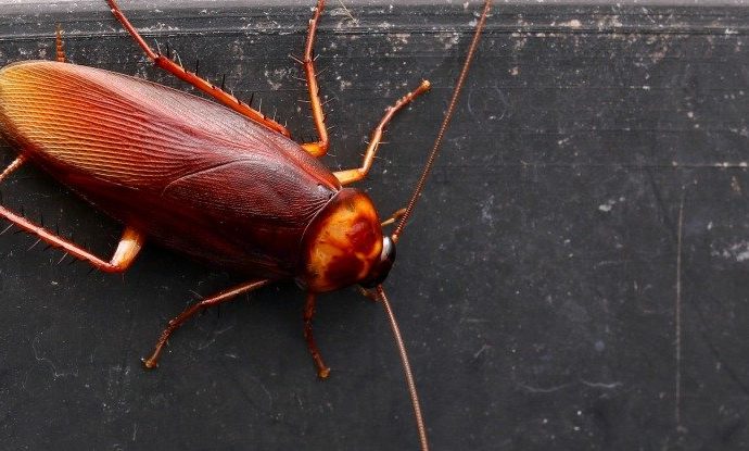 Scientists Think Cockroach Milk Could Be The Superfood of The Future
