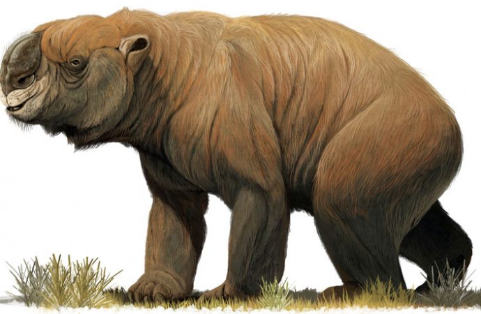 This giant marsupial was a seasonal migrant