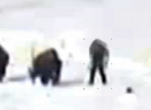 Bigfoot vs Buffalo