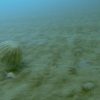 Rare Footage Captures Giant Jellyfish Living Under Arctic Ice