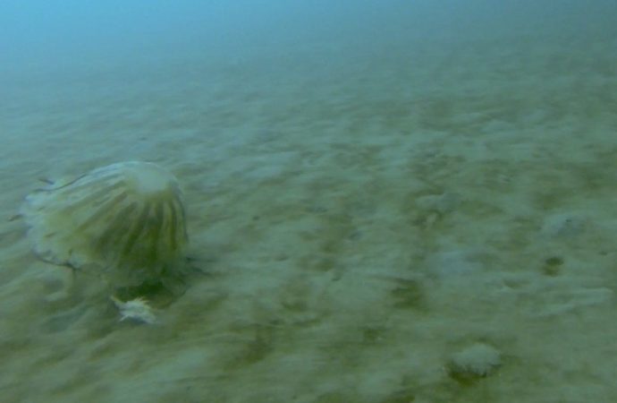 Rare Footage Captures Giant Jellyfish Living Under Arctic Ice