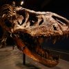 An argument over dino-history is tearing palaeontology in two