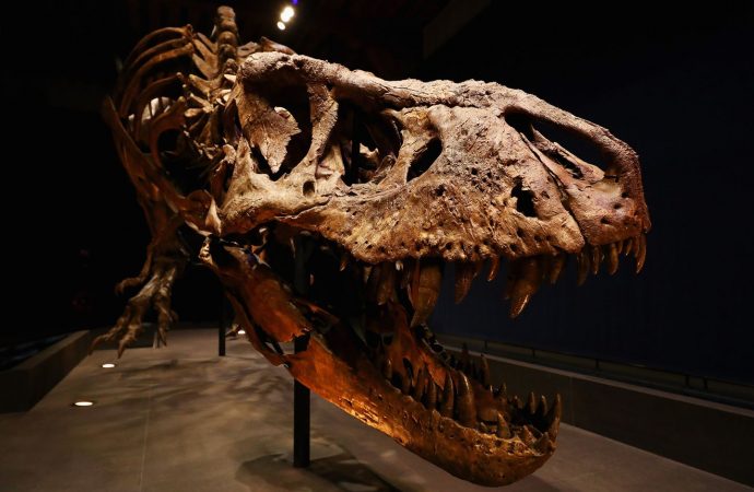 An argument over dino-history is tearing palaeontology in two