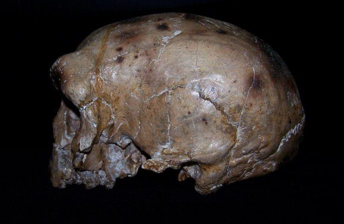 Ancient Hominin Skull From China Suggests Humans Didn’t Evolve Just From African Ancestors