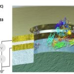 Heavy metal thunder: Protein can be switched on to conduct electricity like a metal