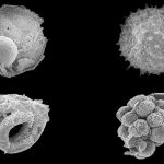 Mongolian Microfossils Shed Light on the Rise of Animals