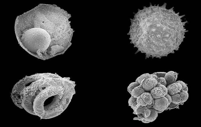 Mongolian Microfossils Shed Light on the Rise of Animals