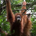 New great ape species identified in Indonesia
