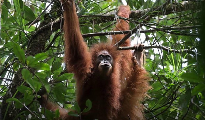 New great ape species identified in Indonesia