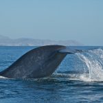 Scientists discover most blue whales are ‘right-handed’ — except when they swim upward