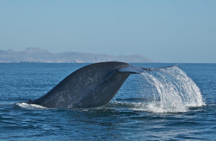 Scientists discover most blue whales are ‘right-handed’ — except when they swim upward