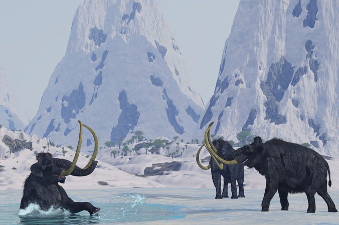 Woolly Mammoth Bachelors Skew the Fossil Record