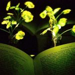 Engineers create plants that glow