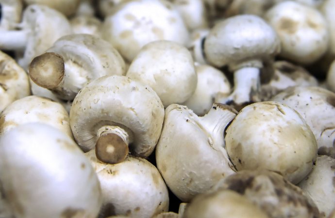 Mushrooms are full of antioxidants that may have antiaging potential