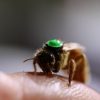 New bee semen a double-edged sword against possible varroa mite invasion
