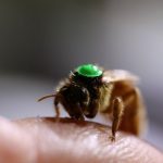 New bee semen a double-edged sword against possible varroa mite invasion