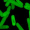 ‘Unnatural’ microbe can make proteins