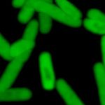 ‘Unnatural’ microbe can make proteins