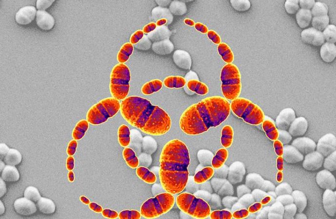 Botulinum-type toxins jump to a new kind of bacteria