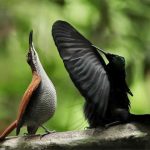 Evolved illusion—blackest black gives bird of paradise an edge